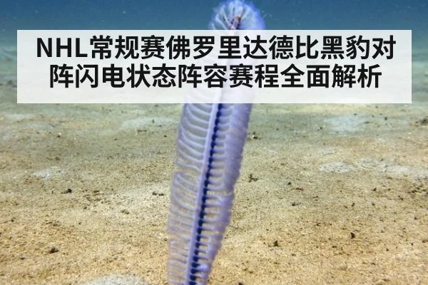 NHL常规赛佛罗里达德比黑豹对阵闪电状态阵容赛程全面解析